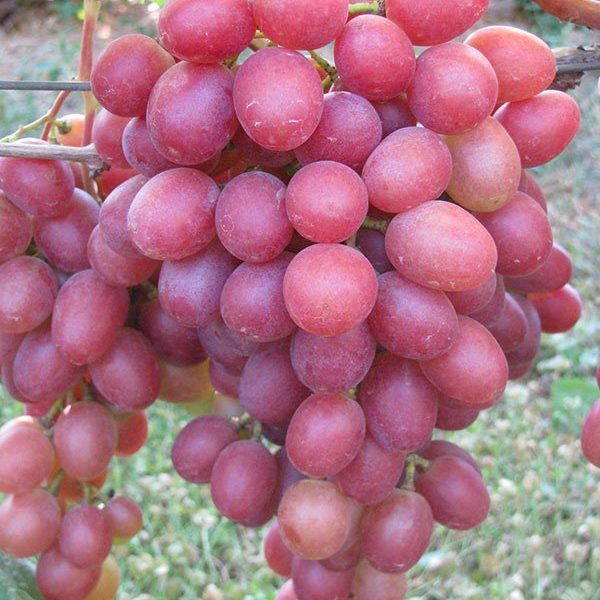 Виноград сорта Анюта: фото и описание