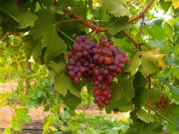Виноград сорта Краса Никополя: фото, описание, уход