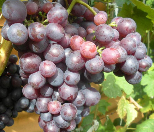 Виноград сорта Краса Никополя: фото, описание, уход