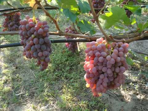 Виноград сорта Тайфи: фото и описание