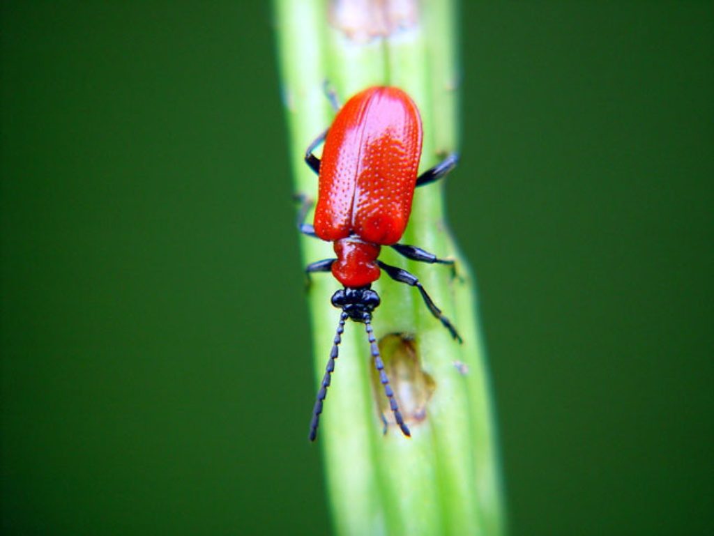 Вредители лилии красные жуки борьба с ними
