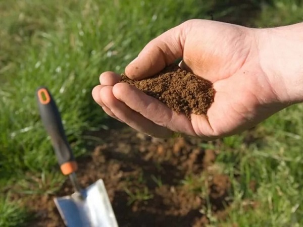 Выращивание кинзы в открытом грунте: видео