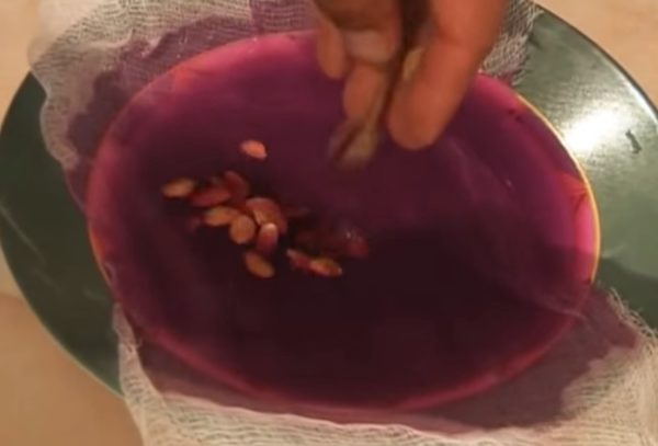 Выращивание патиссонов в открытом грунте: видео