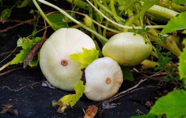 Выращивание патиссонов в открытом грунте: видео
