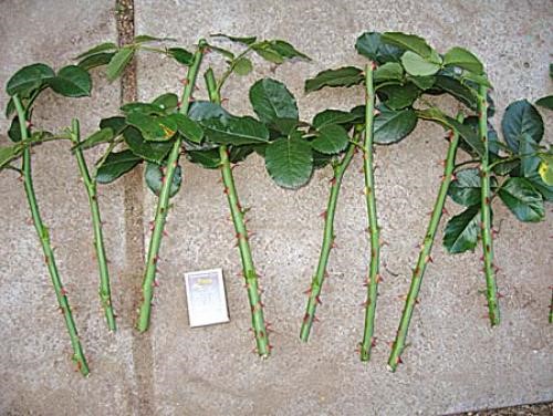Выращивание роз из черенков в картошке