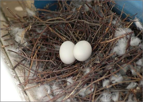 Как навсегда прогнать голубей с балкона – проверенные способы отпугивания птиц