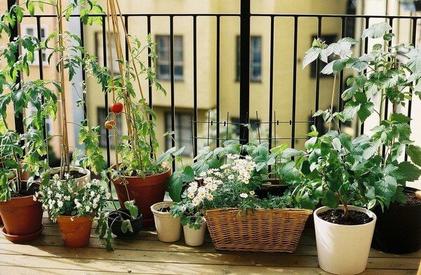 Как устроить огород на балконе: инструкция для начинающих