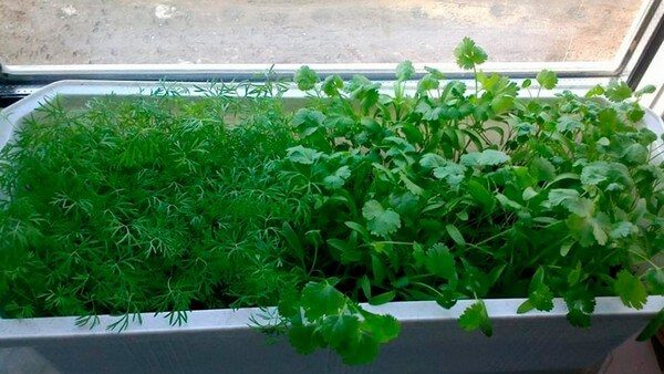 Как вырастить ароматную и полезную зелень на балконе