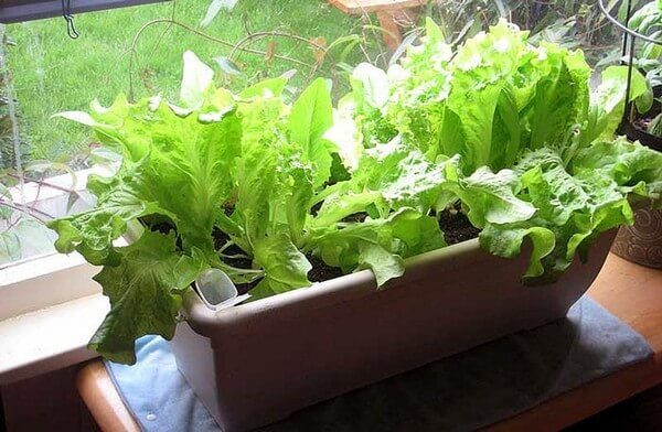 Как вырастить ароматную и полезную зелень на балконе