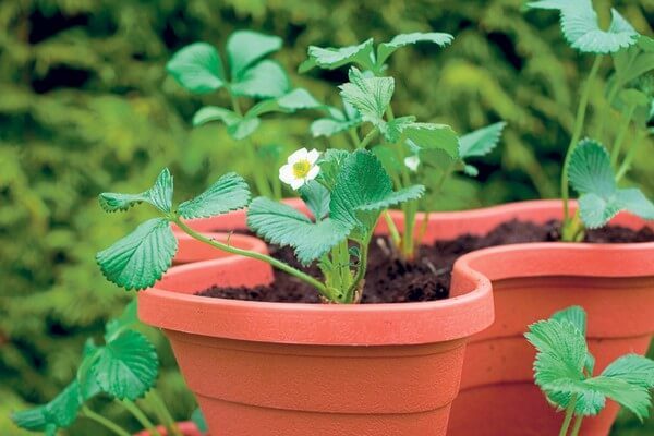 Как вырастить клубнику на балконе и сохранить растения на зиму