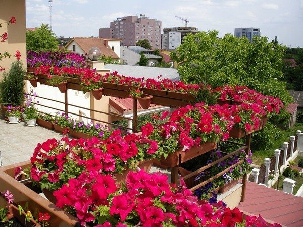 Как вырастить кустовые и ампельные петунии на балконе
