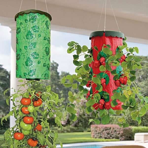 Как вырастить помидоры на балконе: инструкция по выращиванию томатов в домашних условиях