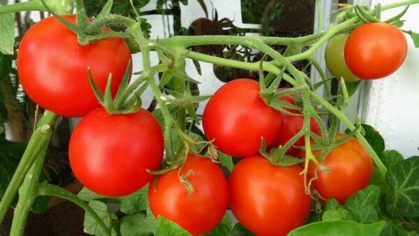 Как вырастить помидоры на балконе: инструкция по выращиванию томатов в домашних условиях