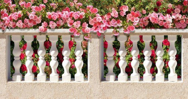 Как вырастить розы на балконе и сохранить зимой до весны