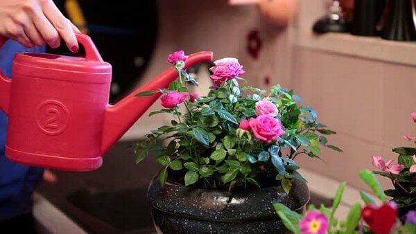 Как вырастить розы на балконе и сохранить зимой до весны