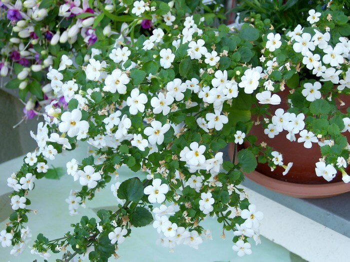 Какие цветы можно выращивать на солнечном и затененном балконе