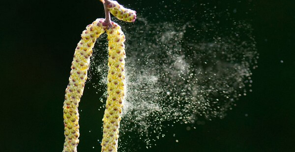 Москитная сетка Антипыльца – особенности эксплуатации и ухода за москиткой для аллергиков