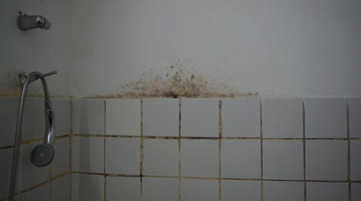Причины появления плесени в ванной на швах плитки и как избавиться от нее