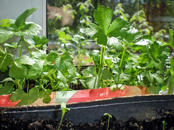 Секреты выращивания петрушки и кабачков на балконе