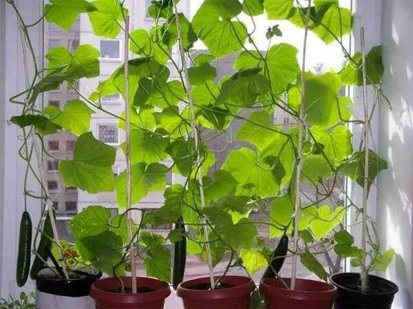 Технология выращивания огурцов на балконе и подоконнике