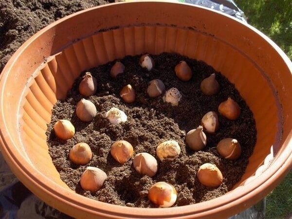 Выращивание тюльпанов на балконе: как подготовить и когда сажать луковицы