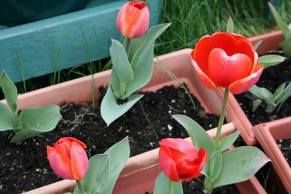 Выращивание тюльпанов на балконе: как подготовить и когда сажать луковицы