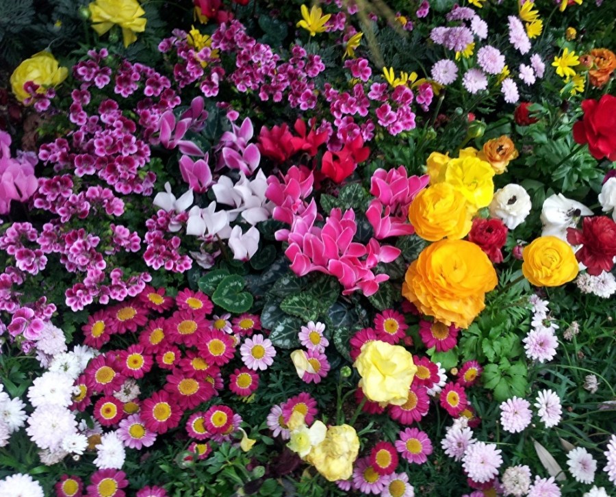 Цветы для клумбы — 65 фото красивых и неприхотливых видов цветов для сада и цветника