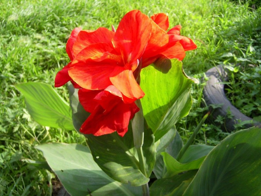 Цветы для клумбы — 65 фото красивых и неприхотливых видов цветов для сада и цветника