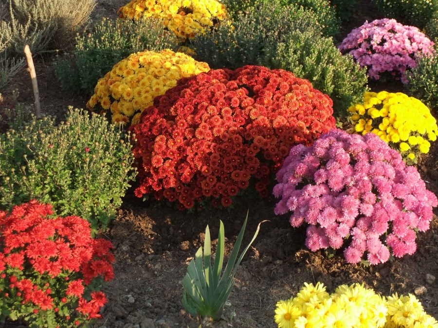 Цветы хризантемы — описание многолетнего растения. Инструкция по посадке и уходу с фотографиями