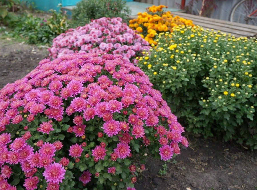 Цветы хризантемы — описание многолетнего растения. Инструкция по посадке и уходу с фотографиями