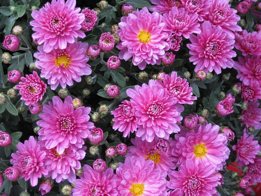 Цветы многолетники — все сорта (130 фото). Посадка, выращивание и уход на участке своими руками