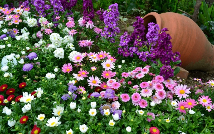 Цветы многолетники — все сорта (130 фото). Посадка, выращивание и уход на участке своими руками