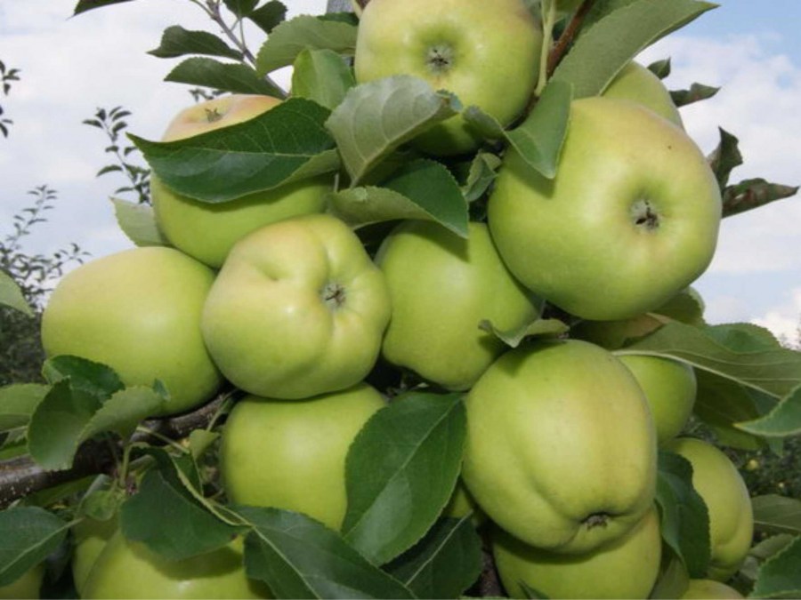 Яблоня — посадка и уход за деревом. Лучшие сорта по мнению экспертов. Фото самых вкусных яблок.