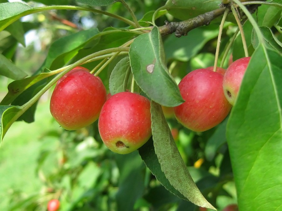 Яблоня — посадка и уход за деревом. Лучшие сорта по мнению экспертов. Фото самых вкусных яблок.