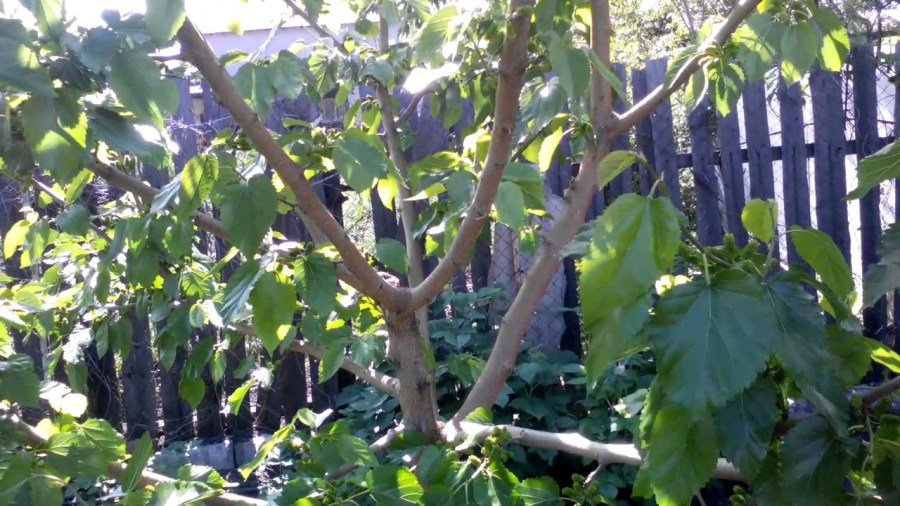 Шелковица (тутовое дерево) — посадка, уход и обрезка своими руками. 140 фото популярных видов шелковицы