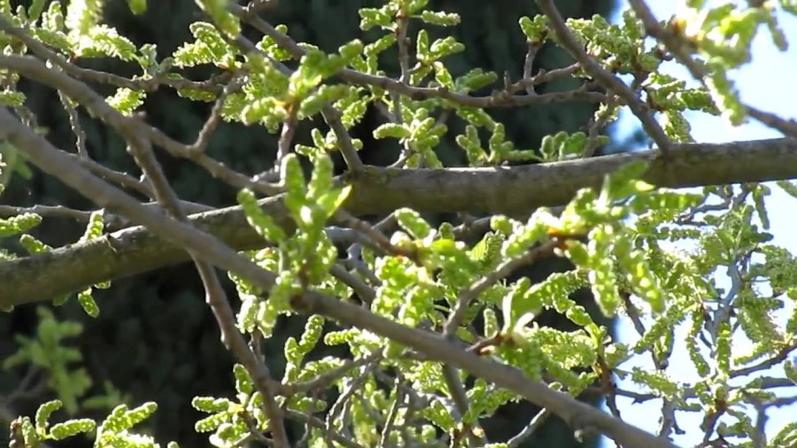 Шелковица (тутовое дерево) — посадка, уход и обрезка своими руками. 140 фото популярных видов шелковицы