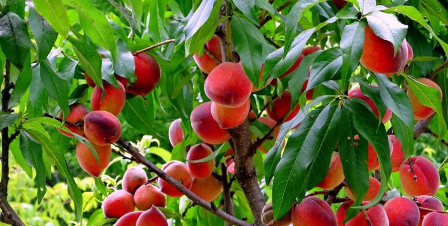 10 лучших морозоустойчивых сортов персика