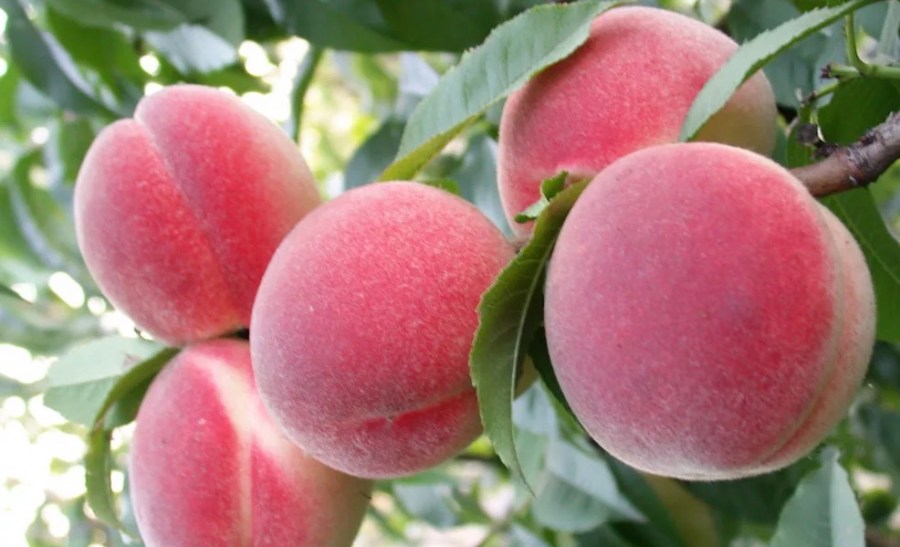 10 лучших морозоустойчивых сортов персика