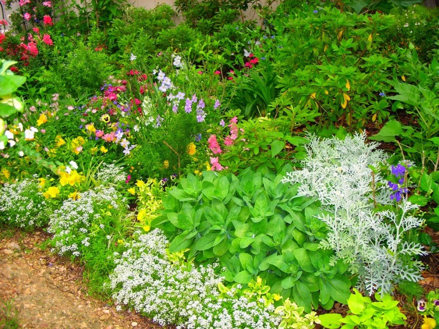 Цветочные клумбы: идеи и схемы стильного оформления для начинающих садоводов (110 фото)