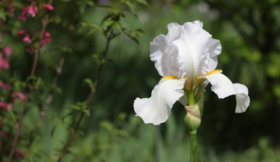 Цветок ирис: посадка, выращивание и уход. 100 фото красивых цветов на участке