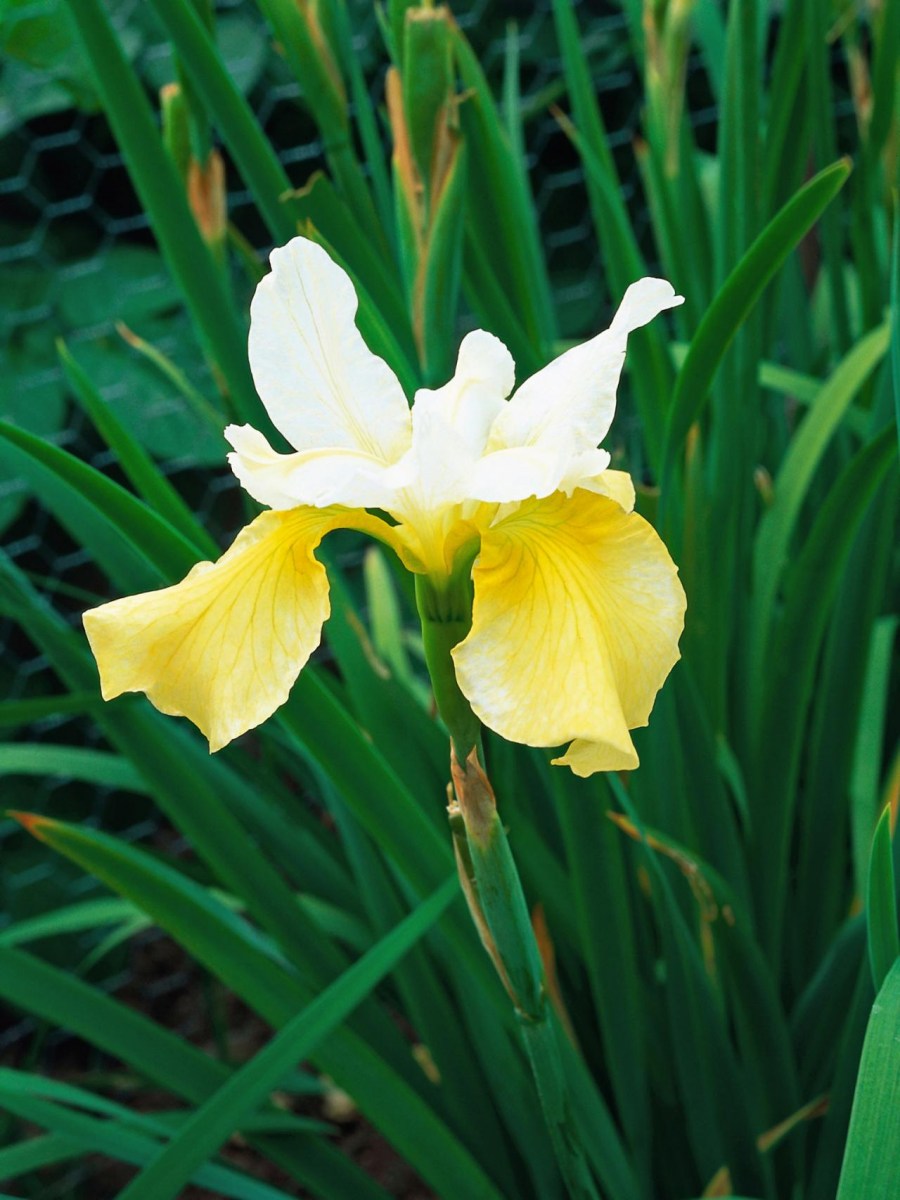 Цветок ирис: посадка, выращивание и уход. 100 фото красивых цветов на участке