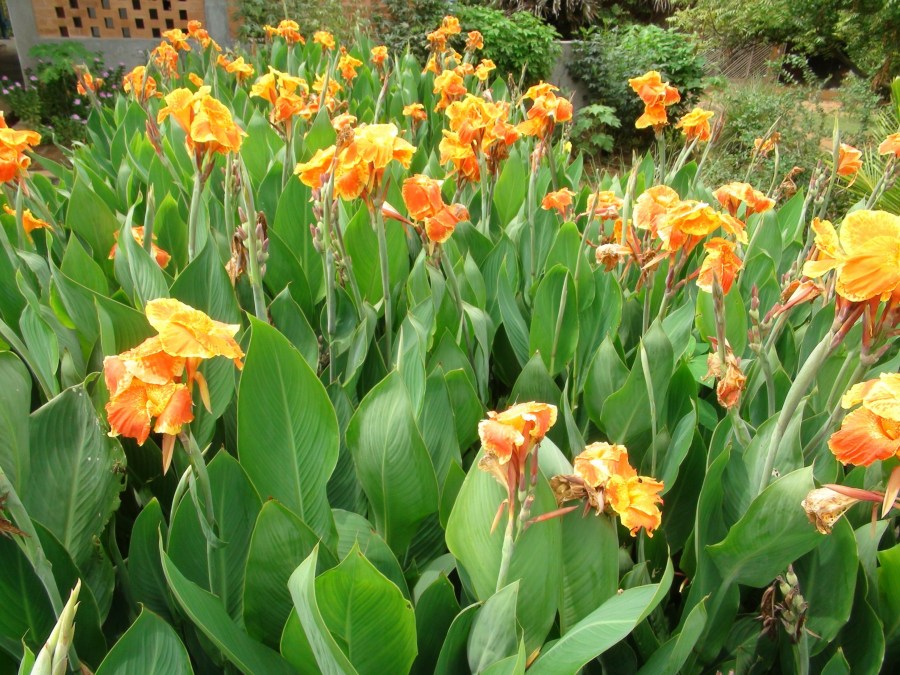 Цветок канна: посадка, выращивание и уход на участке. 100 фото красивых цветов
