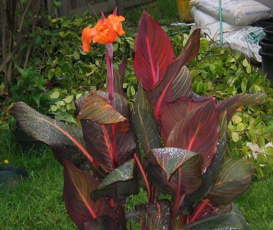 Цветок канна: посадка, выращивание и уход на участке. 100 фото красивых цветов