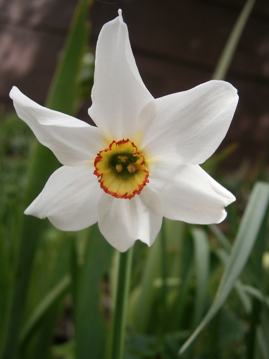 Цветок нарцисс — описание всех видов. Рекомендации по уходу в открытом грунте (80 фото)