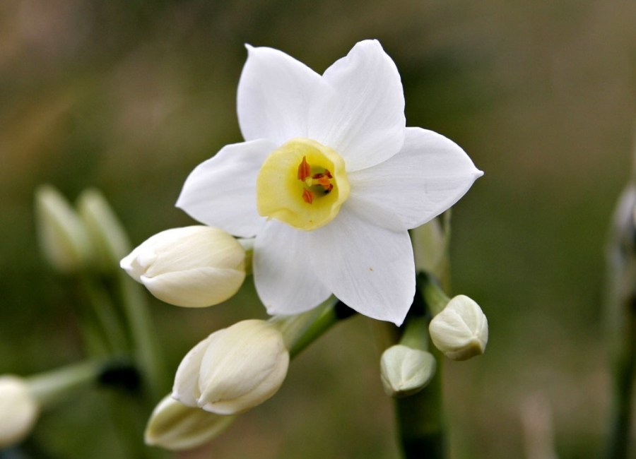 Цветок нарцисс — описание всех видов. Рекомендации по уходу в открытом грунте (80 фото)