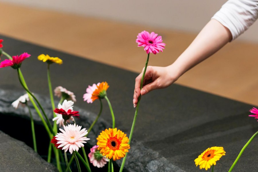 Цветы герберы — инструкция по посадке и уходу в домашних условиях (150 красивых фото)