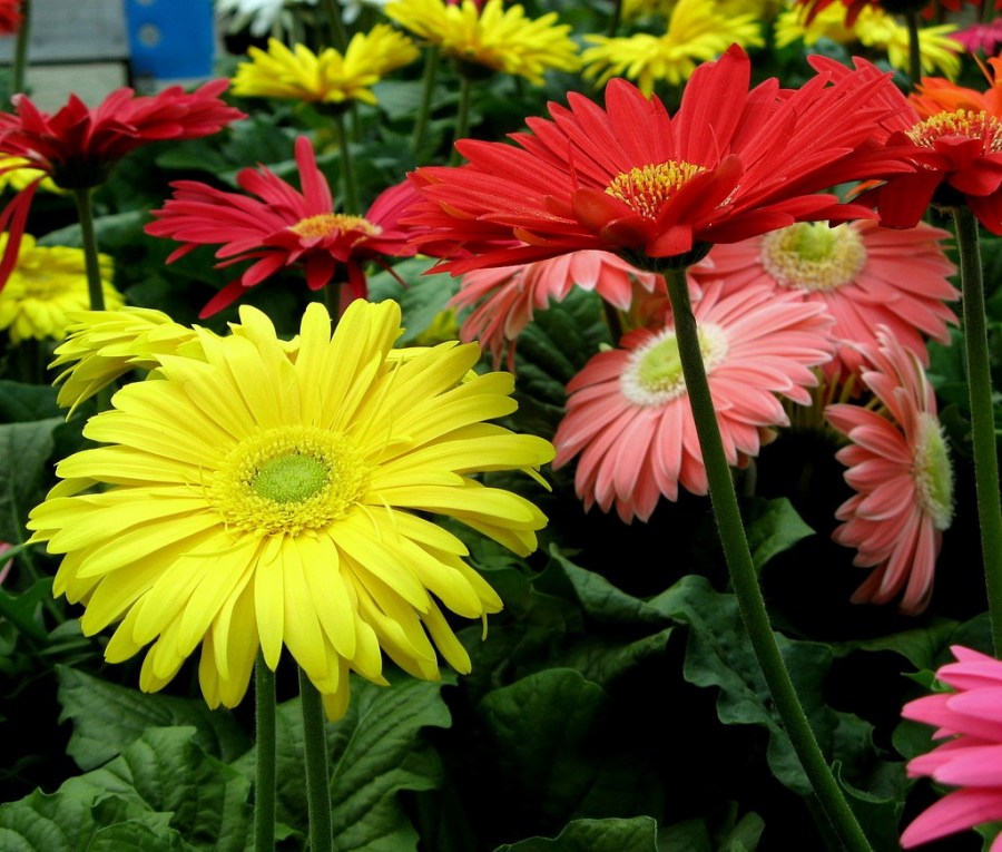 Цветы герберы — инструкция по посадке и уходу в домашних условиях (150 красивых фото)