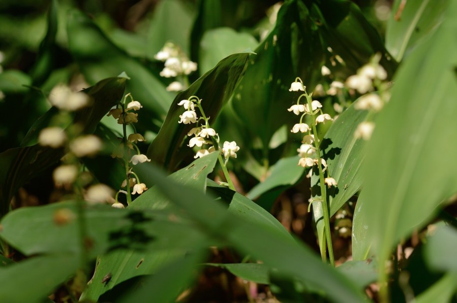 Цветы ландыши — особенности по уходу, размножению и выращиванию на участке (100 фото)