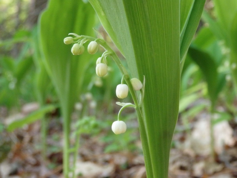 Цветы ландыши — особенности по уходу, размножению и выращиванию на участке (100 фото)