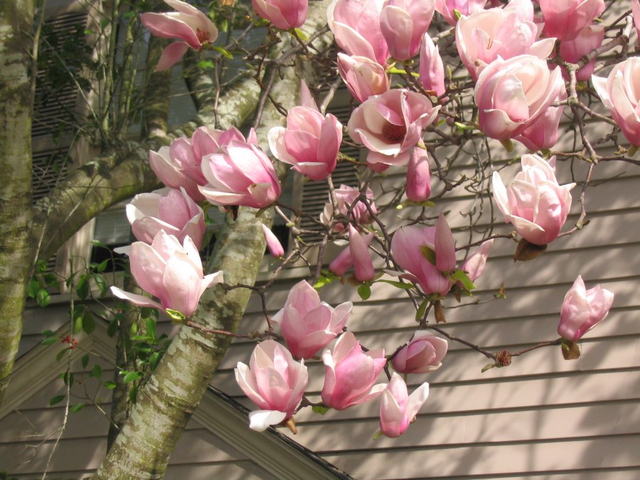 Цветы магнолия (90 фото) — посадка и уход в саду + пошаговая инструкция для начинающих